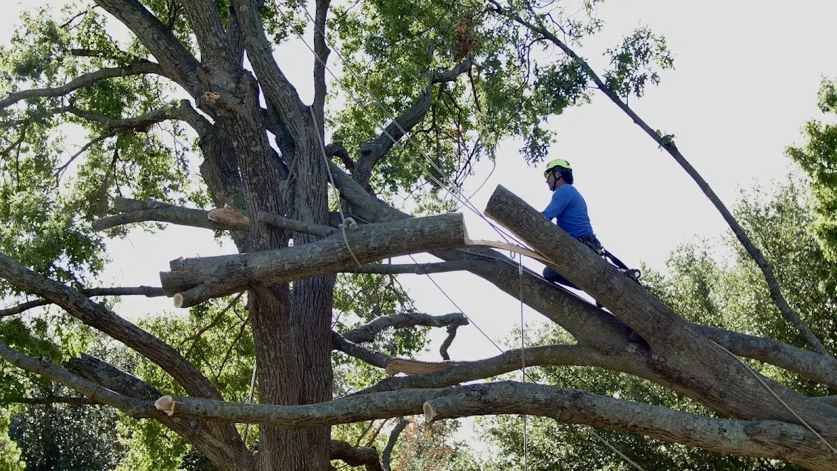 Professional Hazardous Tree Removal performed by certified arborists in Steuben